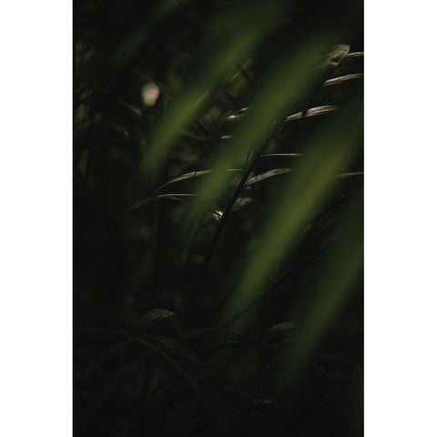 Botanical Series - Leaves 2/5 Black Modern Wood Framed Art Print with Double Matting by Elijas, Eva