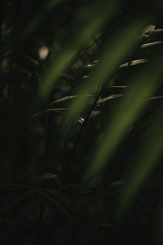 Botanical Series - Leaves 2/5 Black Ornate Wood Framed Art Print with Double Matting by Elijas, Eva