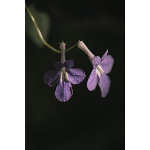 Botanical Series - Purple Flowers Gold Ornate Wood Framed Art Print with Double Matting by Elijas, Eva