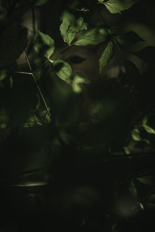 Botanical Series - Leaves 3/5 White Modern Wood Framed Art Print with Double Matting by Elijas, Eva