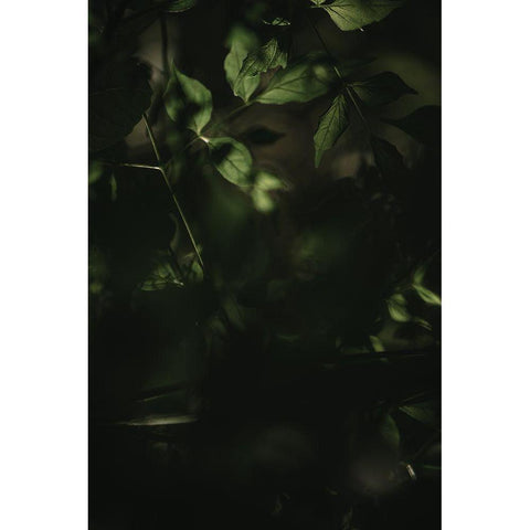 Botanical Series - Leaves 3/5 Black Modern Wood Framed Art Print by Elijas, Eva