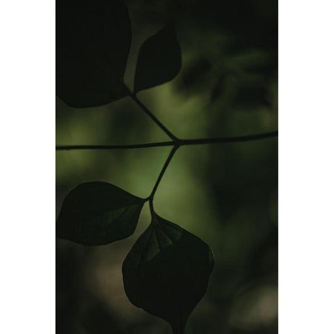 Botanical Series - Leaves 4/5 White Modern Wood Framed Art Print by Elijas, Eva