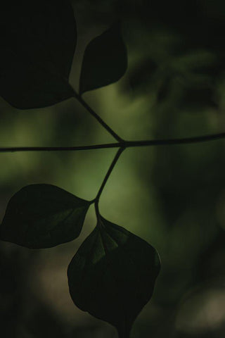 Botanical Series - Leaves 4/5 Black Ornate Wood Framed Art Print with Double Matting by Elijas, Eva