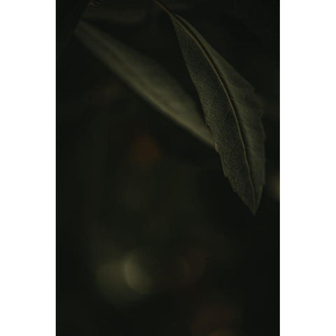 Botanical Series - Leaves 5/5 Black Modern Wood Framed Art Print by Elijas, Eva