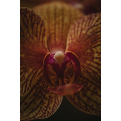 Botanical Series - Orchid Up Close a Personal Black Modern Wood Framed Art Print with Double Matting by Elijas, Eva