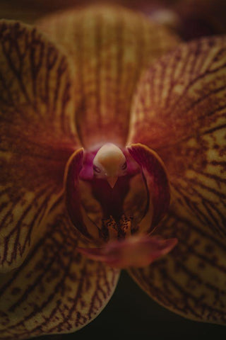 Botanical Series - Orchid Up Close a Personal White Modern Wood Framed Art Print with Double Matting by Elijas, Eva