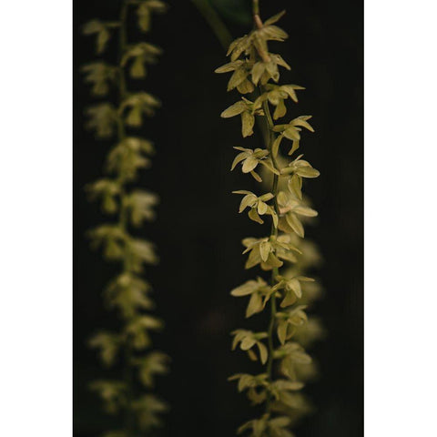 Botanical Series - Small Yellow Blossoms Gold Ornate Wood Framed Art Print with Double Matting by Elijas, Eva