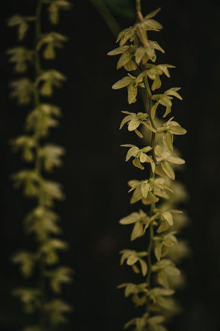 Botanical Series - Small Yellow Blossoms White Modern Wood Framed Art Print with Double Matting by Elijas, Eva