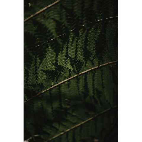 Botanical Series - Fern 2/2 Black Modern Wood Framed Art Print with Double Matting by Elijas, Eva