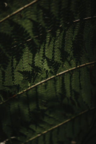 Botanical Series - Fern 2/2 White Modern Wood Framed Art Print with Double Matting by Elijas, Eva