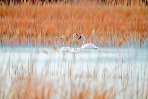 Three white swans White Modern Wood Framed Art Print with Double Matting by Lei, Leanne