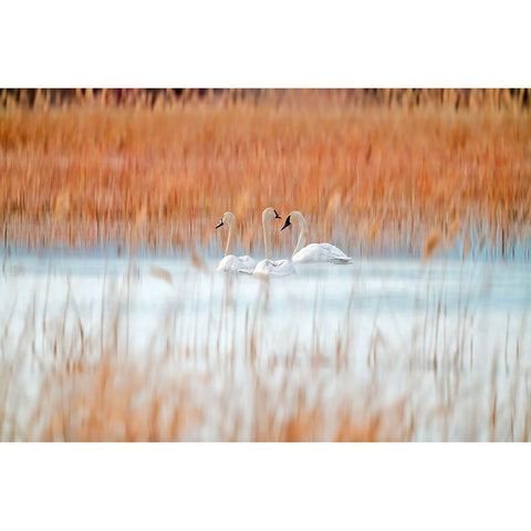 Three white swans Gold Ornate Wood Framed Art Print with Double Matting by Lei, Leanne