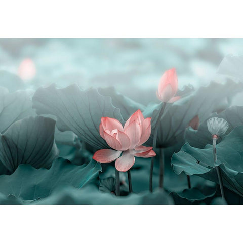 Lotus Flower and Bud Black Modern Wood Framed Art Print with Double Matting by Liu, Betty