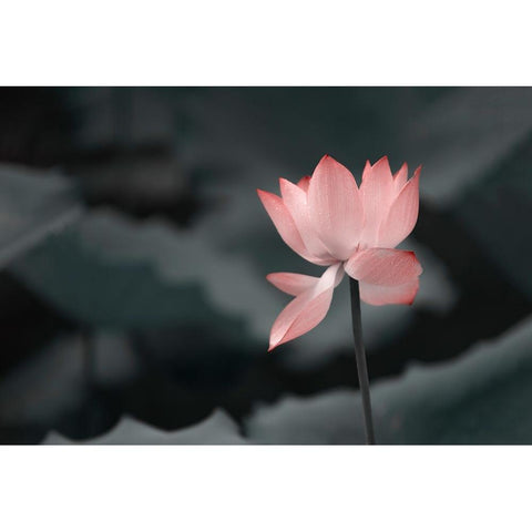 Lotus Flower Black Modern Wood Framed Art Print with Double Matting by Liu, Betty