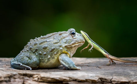 Huggy Black Ornate Wood Framed Art Print with Double Matting by Suharini, Mieke