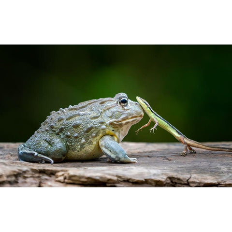 Huggy Black Modern Wood Framed Art Print by Suharini, Mieke