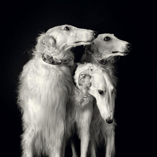 Image Only