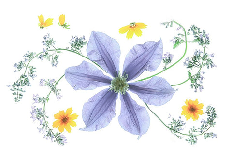 Blue Clematis Black Ornate Wood Framed Art Print with Double Matting by Zhou, Fangping