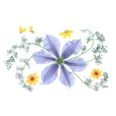 Blue Clematis White Modern Wood Framed Art Print by Zhou, Fangping