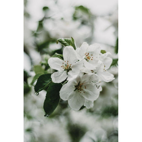 Spring Series - Apple Blossoms in the Rain 1/12 Black Modern Wood Framed Art Print with Double Matting by Elijas, Eva