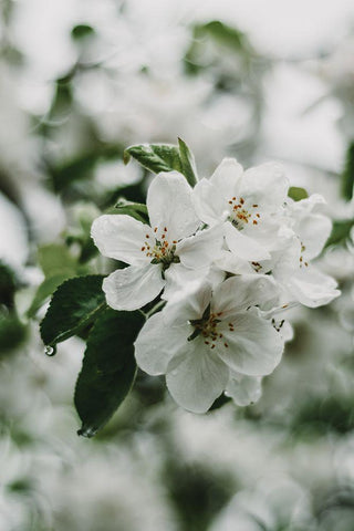 Spring Series - Apple Blossoms in the Rain 1/12 White Modern Wood Framed Art Print with Double Matting by Elijas, Eva