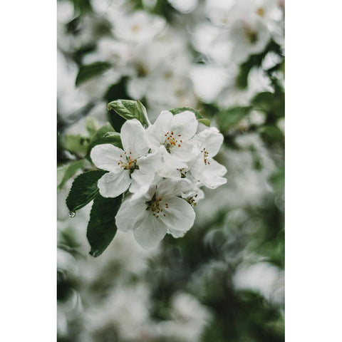 Spring Series - Apple Blossoms in the Rain 2/12 Black Modern Wood Framed Art Print with Double Matting by Elijas, Eva