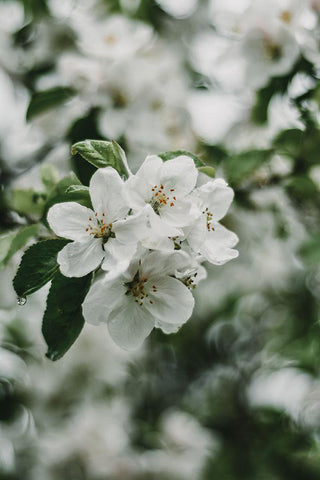 Spring Series - Apple Blossoms in the Rain 2/12 White Modern Wood Framed Art Print with Double Matting by Elijas, Eva