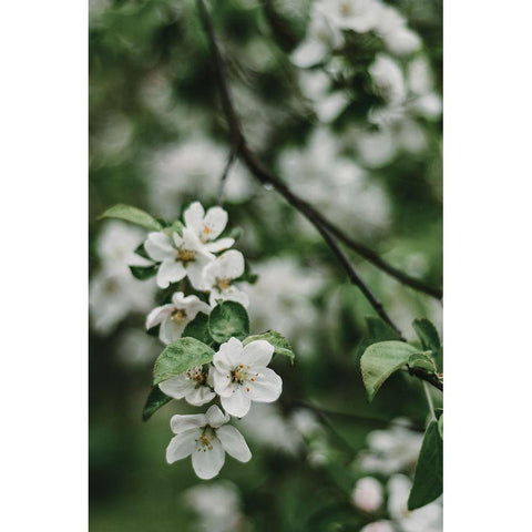 Spring Series - Apple Blossoms in the Rain 3/12 Gold Ornate Wood Framed Art Print with Double Matting by Elijas, Eva