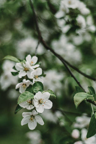 Spring Series - Apple Blossoms in the Rain 3/12 White Modern Wood Framed Art Print with Double Matting by Elijas, Eva