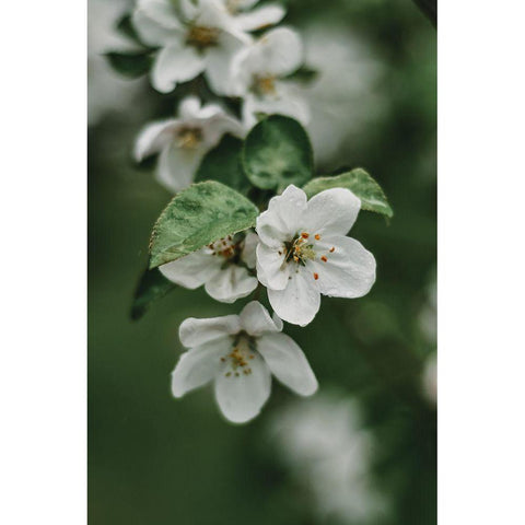 Spring Series - Apple Blossoms in the Rain 4/12 Black Modern Wood Framed Art Print with Double Matting by Elijas, Eva