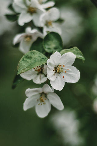 Spring Series - Apple Blossoms in the Rain 4/12 White Modern Wood Framed Art Print with Double Matting by Elijas, Eva