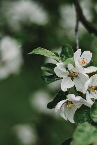 Spring Series - Apple Blossoms in the Rain 5/12 Black Ornate Wood Framed Art Print with Double Matting by Elijas, Eva