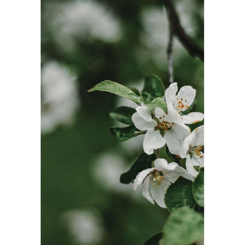 Spring Series - Apple Blossoms in the Rain 5/12 Gold Ornate Wood Framed Art Print with Double Matting by Elijas, Eva