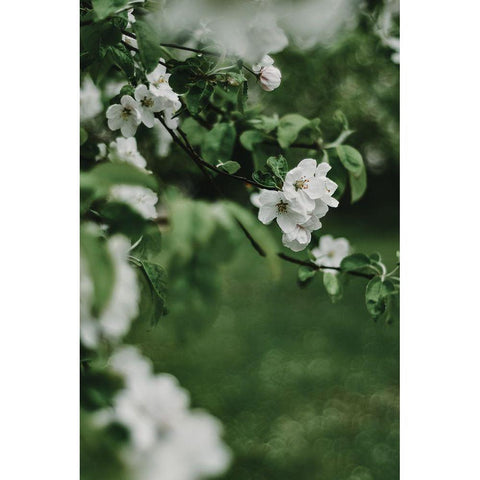 Spring Series - Apple Blossoms in the Rain 6/12 White Modern Wood Framed Art Print by Elijas, Eva