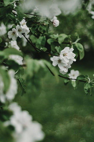 Spring Series - Apple Blossoms in the Rain 6/12 White Modern Wood Framed Art Print with Double Matting by Elijas, Eva