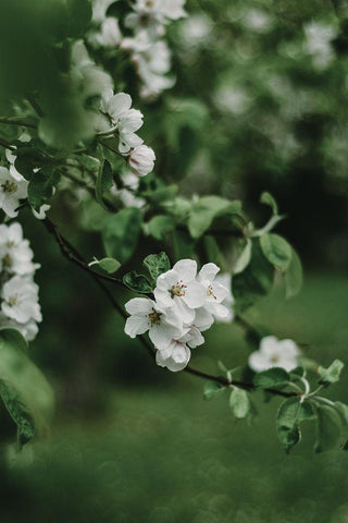 Spring Series - Apple Blossoms in the Rain 7/12 White Modern Wood Framed Art Print with Double Matting by Elijas, Eva