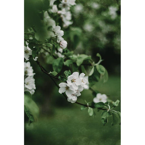 Spring Series - Apple Blossoms in the Rain 7/12 Gold Ornate Wood Framed Art Print with Double Matting by Elijas, Eva