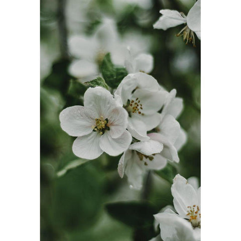 Spring Series - Apple Blossoms in the Rain 8/12 Black Modern Wood Framed Art Print with Double Matting by Elijas, Eva