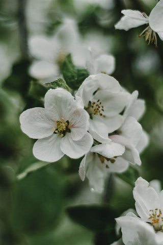 Spring Series - Apple Blossoms in the Rain 8/12 White Modern Wood Framed Art Print with Double Matting by Elijas, Eva