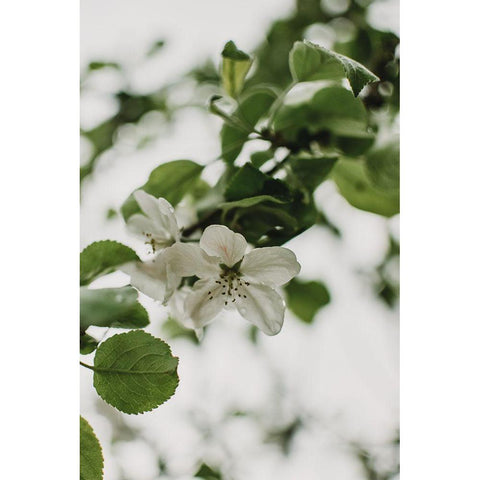 Spring Series - Apple Blossoms in the Rain 10/12 White Modern Wood Framed Art Print by Elijas, Eva