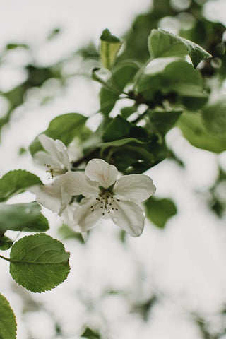 Spring Series - Apple Blossoms in the Rain 10/12 Black Ornate Wood Framed Art Print with Double Matting by Elijas, Eva