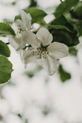 Spring Series - Apple Blossoms in the Rain 9/12 Black Ornate Wood Framed Art Print with Double Matting by Elijas, Eva