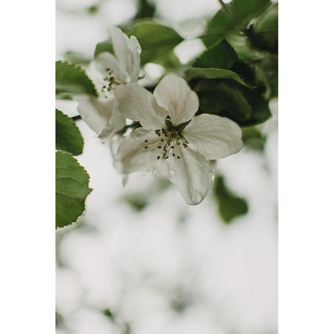 Spring Series - Apple Blossoms in the Rain 9/12 Black Modern Wood Framed Art Print with Double Matting by Elijas, Eva