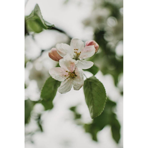 Spring Series - Apple Blossoms in the Rain 11/12 Black Modern Wood Framed Art Print with Double Matting by Elijas, Eva