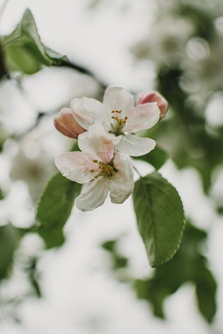 Spring Series - Apple Blossoms in the Rain 11/12 White Modern Wood Framed Art Print with Double Matting by Elijas, Eva