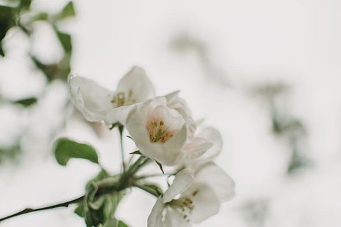 Spring Series - Apple Blossoms in the Rain 12/12 White Modern Wood Framed Art Print with Double Matting by Elijas, Eva