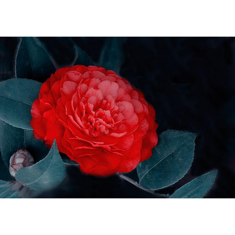 Red Camellia Flower White Modern Wood Framed Art Print by Liu, Betty