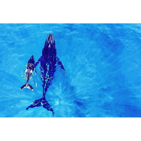 Discover the world Black Modern Wood Framed Art Print with Double Matting by Melesan, Serge