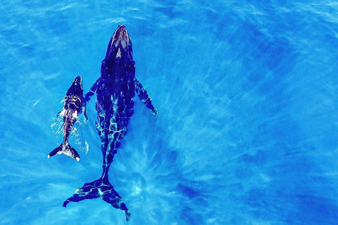 Discover the world White Modern Wood Framed Art Print with Double Matting by Melesan, Serge