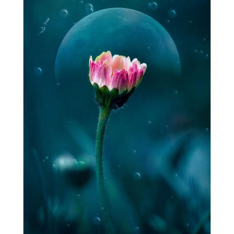 A flowers dream Black Modern Wood Framed Art Print by Stefanel, Nicolae